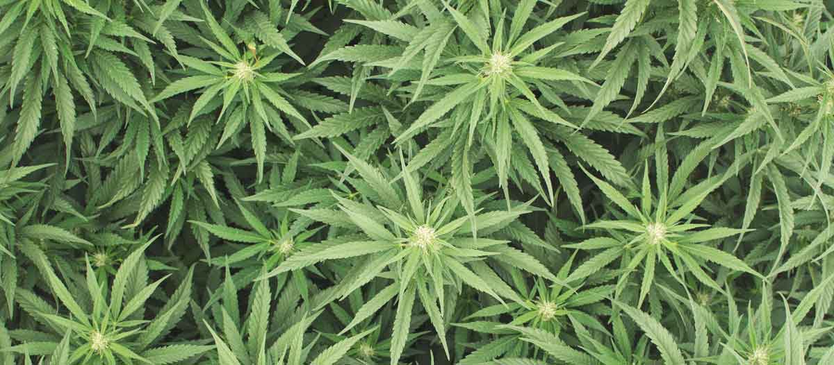 Image of cannabis plants