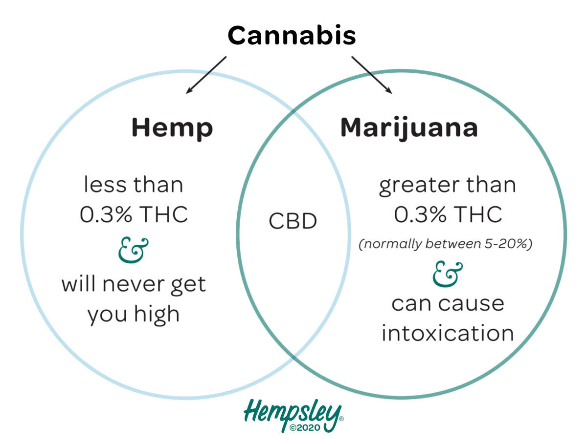 Venn diagram of cannabis versus hemp versus marijuana