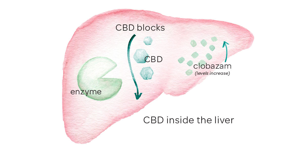 Illustration of how CBD blocks enzymes from breaking down medications like clobozam