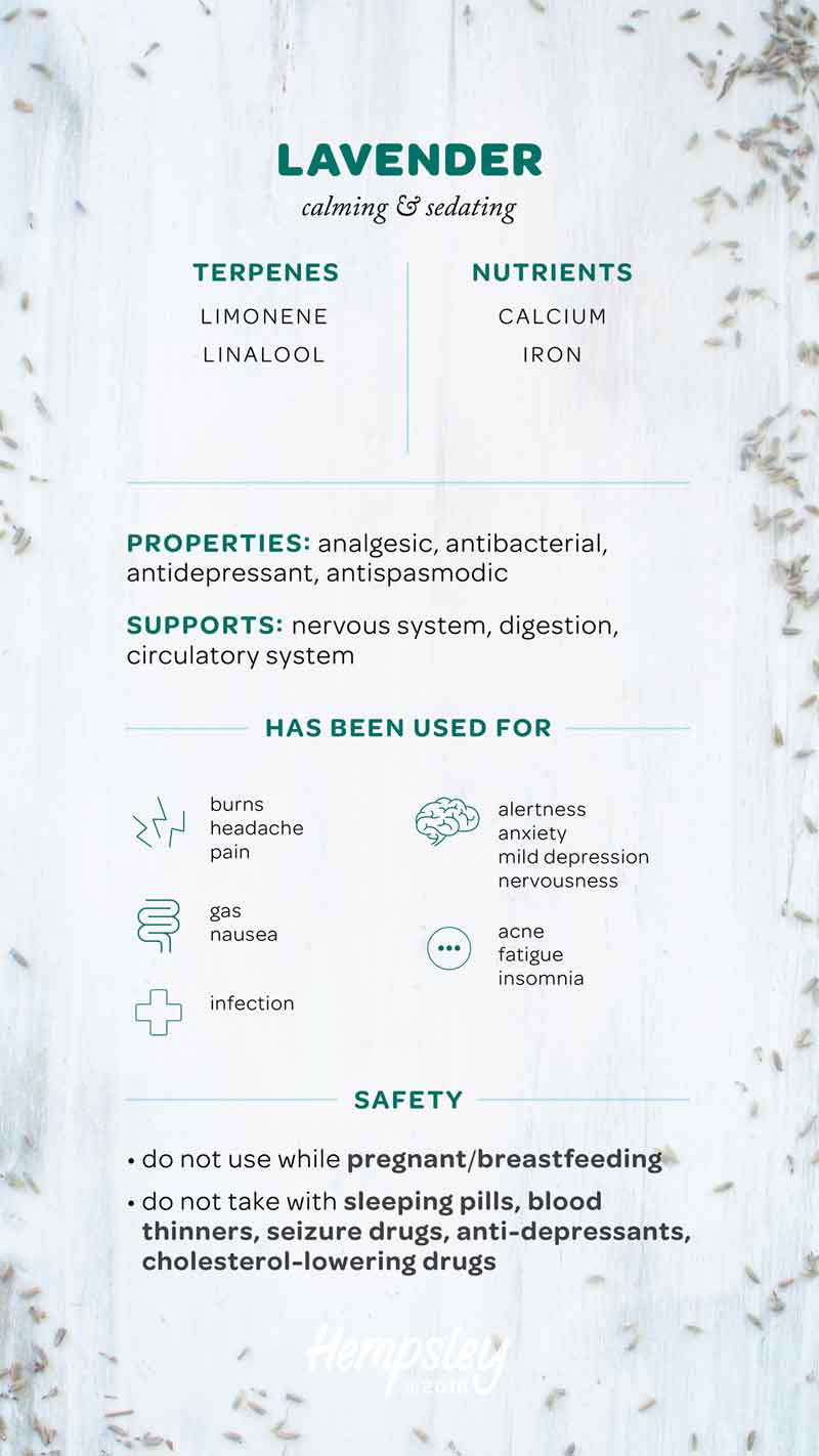 Infographic reference chart for the herb lavender