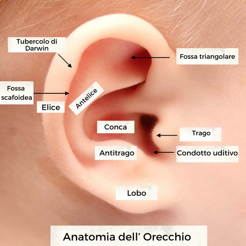 anatomia orecchie a sventola neonato
