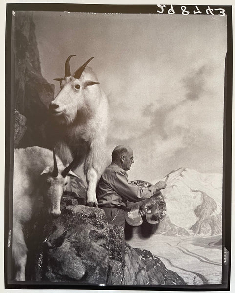 Mountain goat diorama at the American Museum of Natural History, 1946