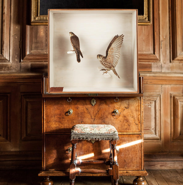 Taxidermy merlins by Robert Duncan of Newcastle, 1857