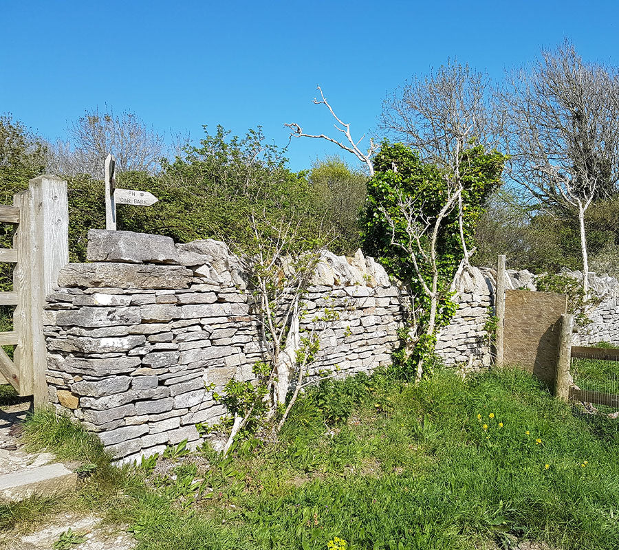 Old dry stone wall Purbeck