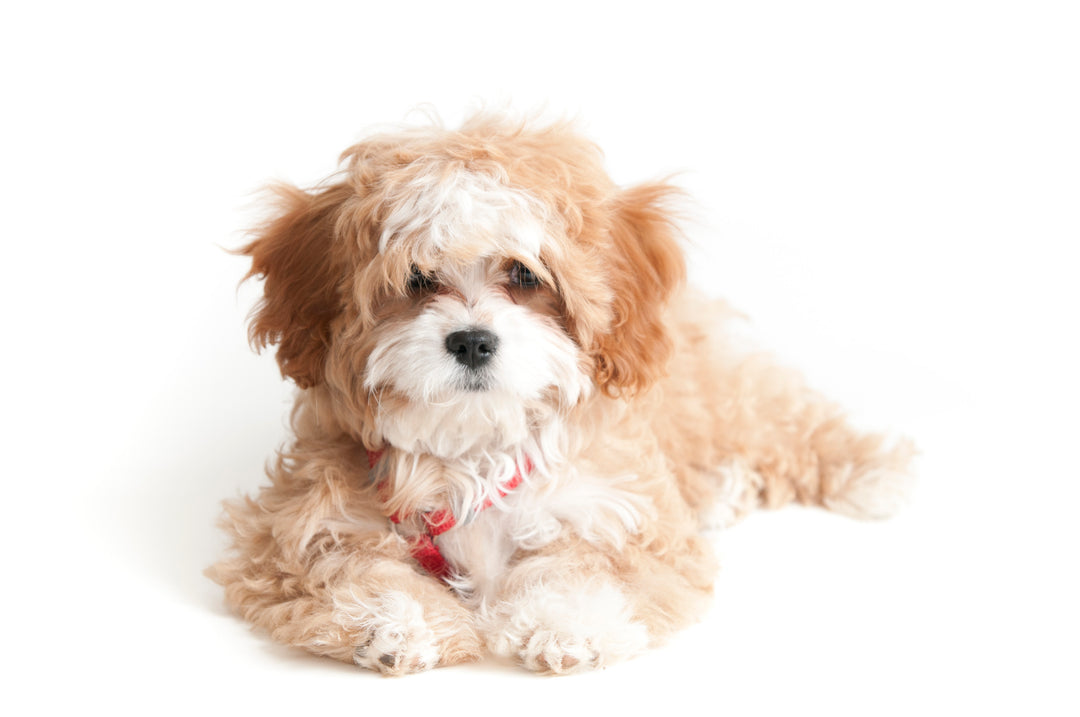 blande kutter Ledig Havapoo Puppies for sale | Creekside Puppy Adoptions