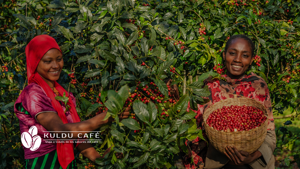 exportaciones-de-cafe-africanas