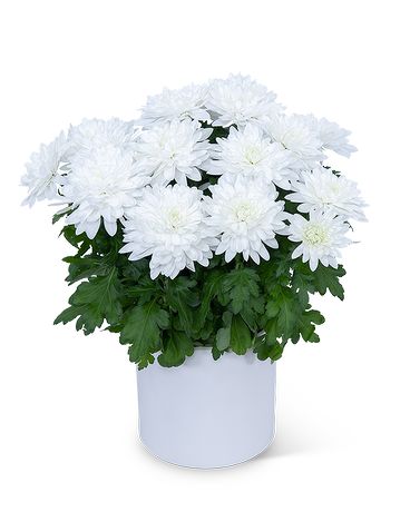 chrysanthemum white flowers bad gift for chinese