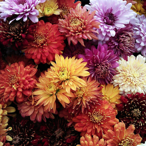 chrysanthemum display double ninth festival