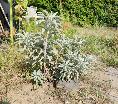 weißer Salbei im Garten