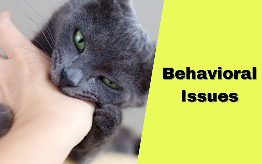 Cat Behavioral Issues