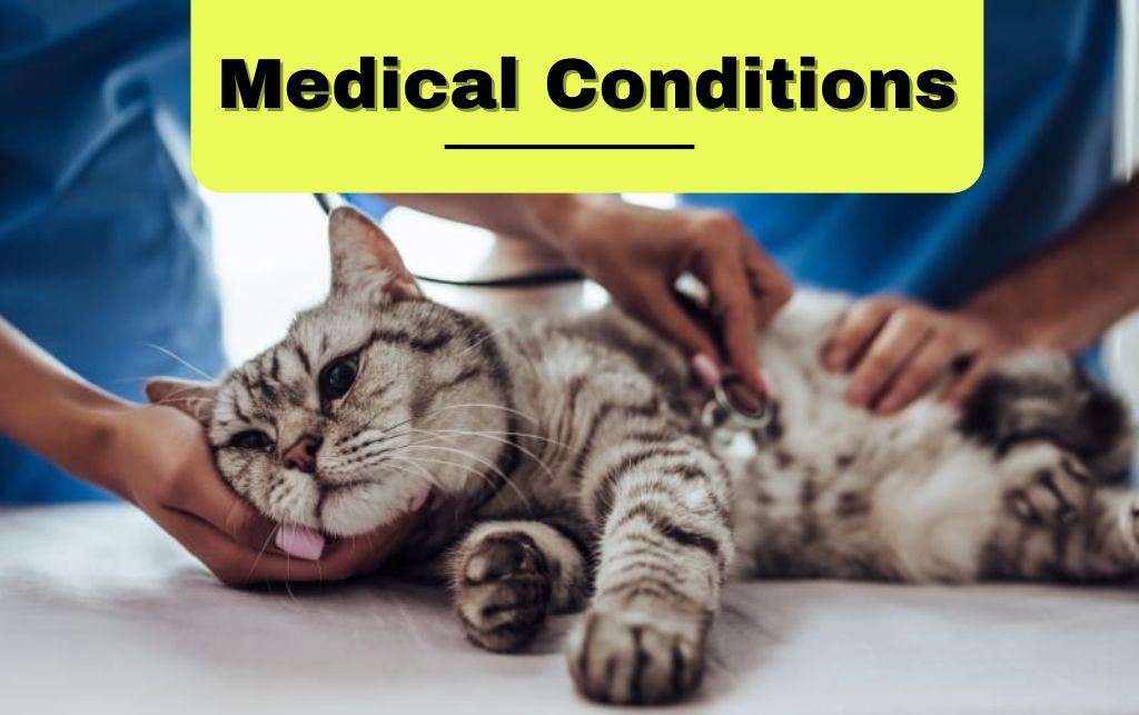 Cat Medical Condition