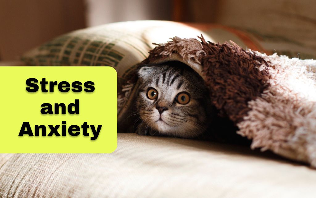 Cat Stress and Anxiety