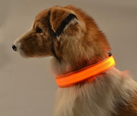 Pet Dog LED Glowing Luminous Night Safety Collar In USA | Eno Pet