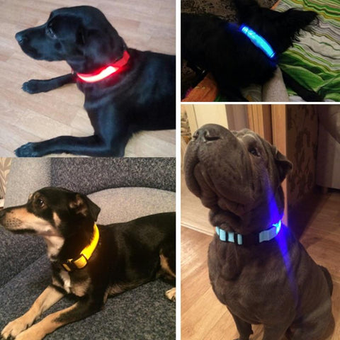 Pet Dog LED Glowing Luminous Night Safety Collar In USA | Eno Pet