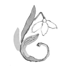 Zeichnung einer Geburtsblume Januar Schneeglöckchen
