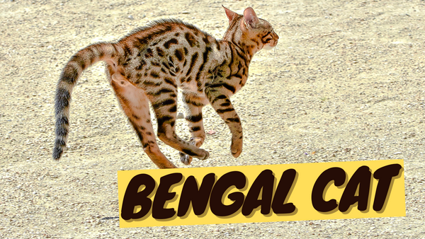 Top Cat Breeds - Bengal Cat, Savannah, Ragddoll + 7 More! – OutdoorBengal