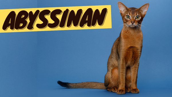 Abyssinian Cat