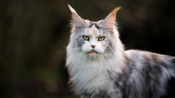 Maine Coon, Big Cat