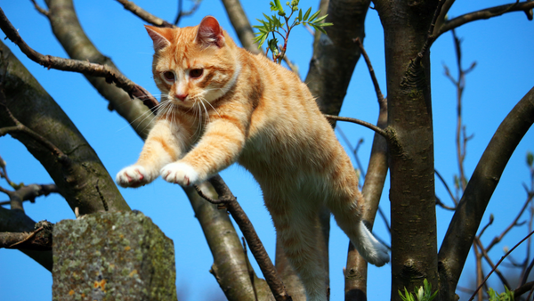 Cat on a Real Tree