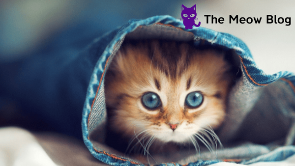 The Meow Blog