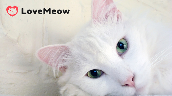Love Meow Blog