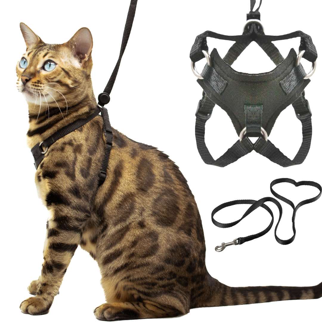 BEST ESCAPE PROOF CAT HARNESS