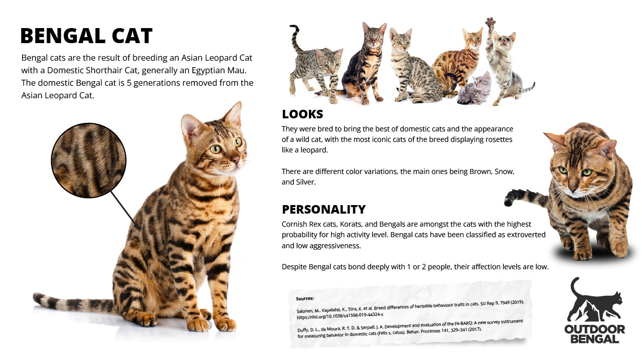 Bengal Cats Infographic