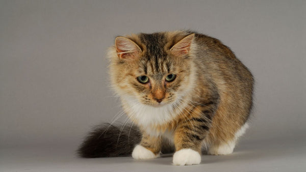 Siberian Cats Physical Appearance