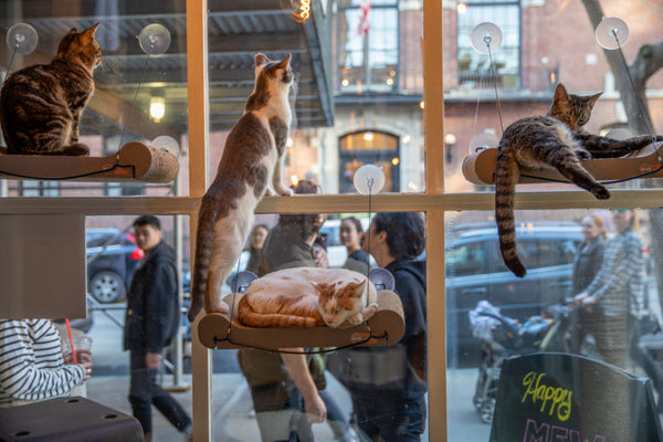 Cat Cafe in Brooklyn