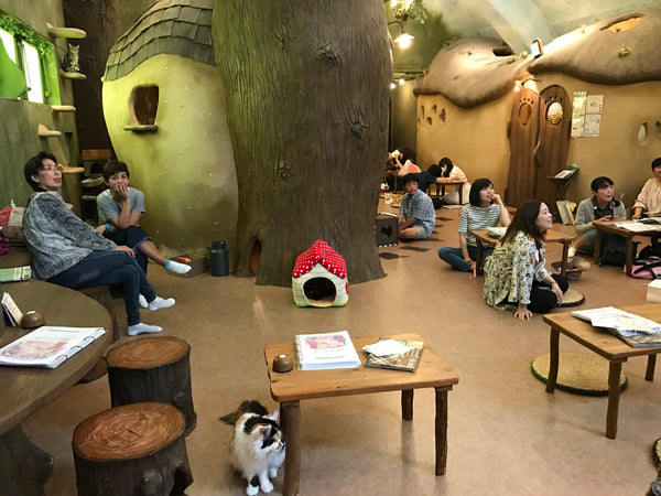 Cat Cafe in Tokio