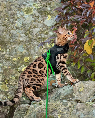 Cat Harness for Adventure Cats Pupteck