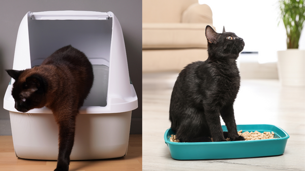 Covered vs. Uncovered Litterbox