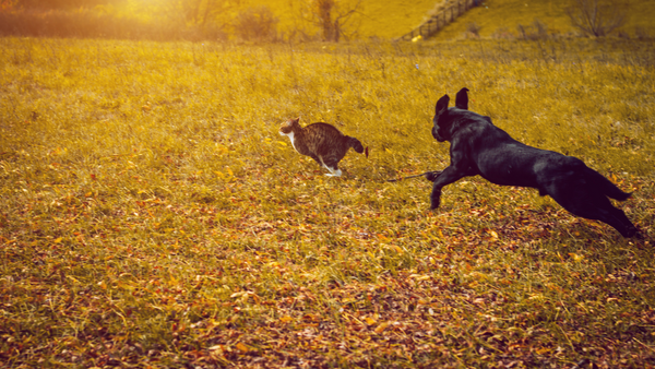 Dog Chasing Cat