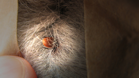 Photo of a Tick on a Cat