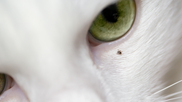 Photo of a small tick on a cat