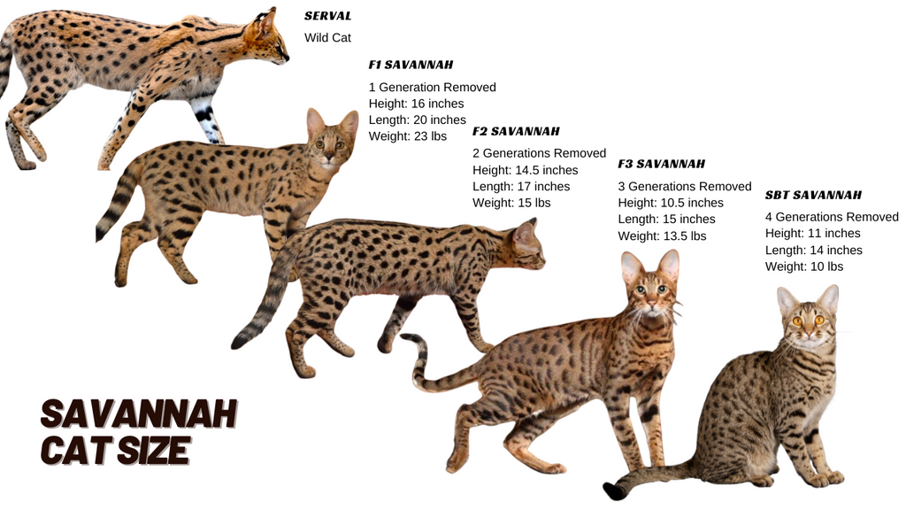 Savannah Cat Size