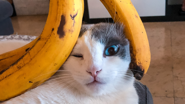 Cat Eating Banana