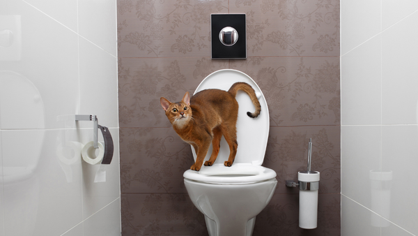 Toilet Training a Cat