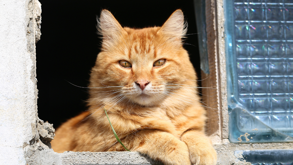 Ginger Male Cat