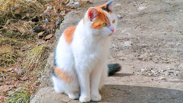 Calico Cat