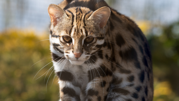 Asian Leopard Cat - Bengal Cat Ancestor