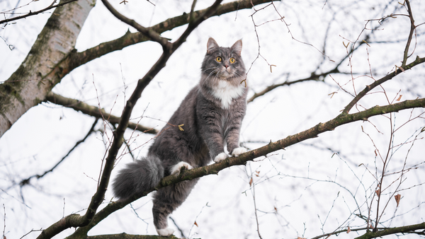 Cat Climbing