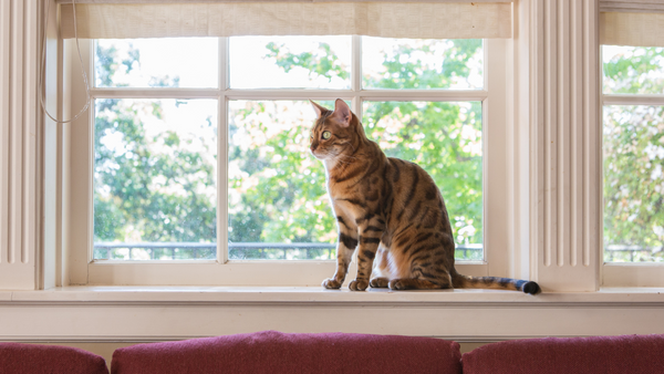 Window Perch for Cats