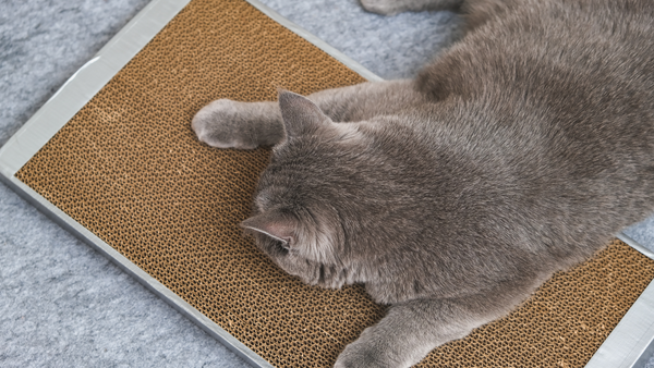 Cat Cartboard Scratcher