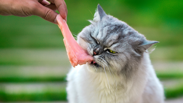 Cat Carnivore eating Meat