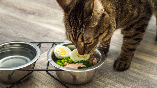 Cat Balanced Diet