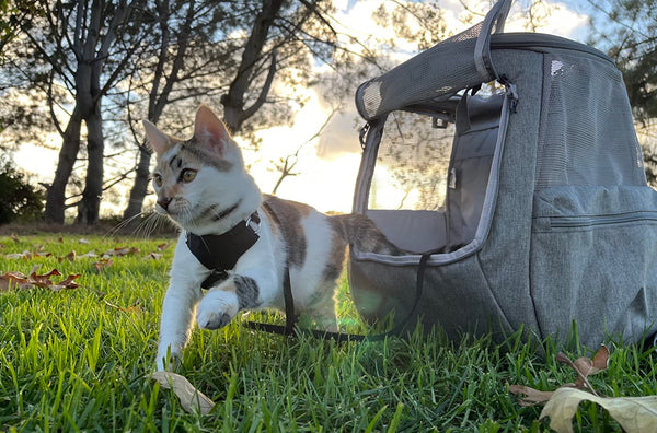 Cat enjoying outdoors, wearing a harness