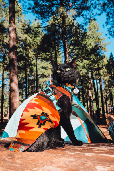 Cat on a Harness Camping