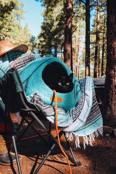 Cat Camping outdoors in the forest