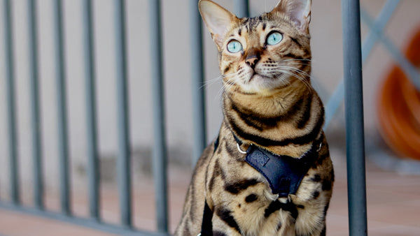 Bengal Cat SBT wearing a Cat Harness